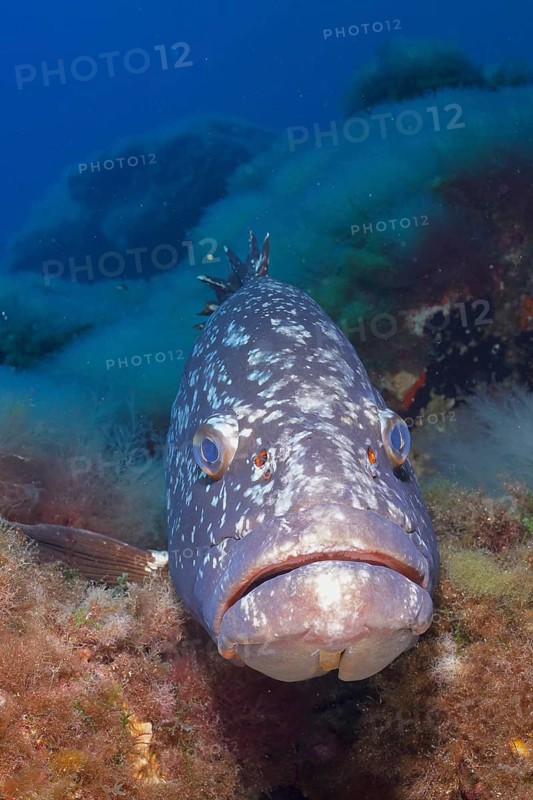 Portrait of dusky grouper (Epinephelus marginatus) (Mycteroperca marginatus) in the Mediterranean Sea near Hyères. Dive site marine reserve Port Cros, Côte d'Azur, France, Europe