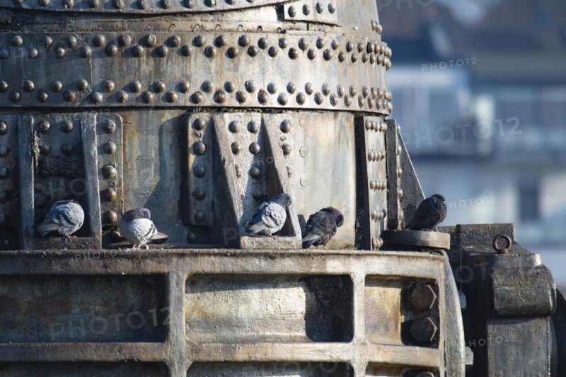 City pigeons, street doves (Columbidae) sitting on metal, Thomas converter or Thomas pear, monument, steel production, five animals, preening and sunbathing, Phoenix Lake, Dortmund, Germany, Europe