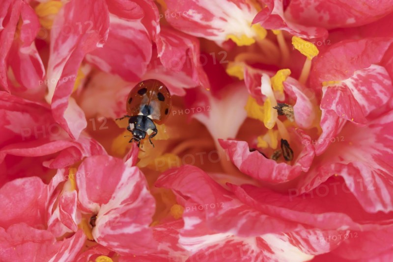 Seven-spot ladybird (Coccinella septempunctata) adult insect on a pink garden Camellia flower in springtime, Suffolk, England United Kingdom