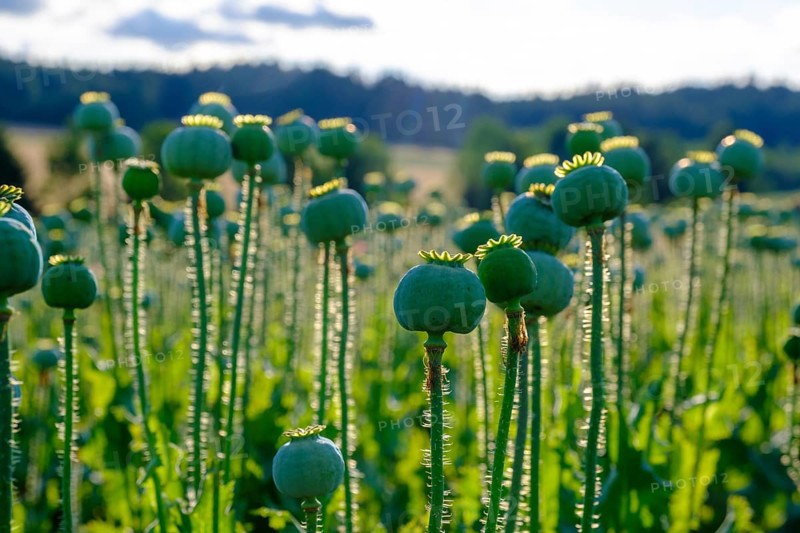 Poppy, (Papaver somniferum), poppy capsule, poppy field, Waldviertel grey poppy, poppy village Armschlag, Waldviertel, Lower Austria, Austria, Europe