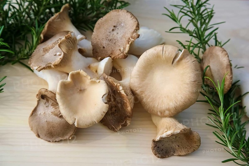 Brown king oyster mushroom (Pleurotus eryngii), cultivated mushrooms, raw king oyster mushrooms on wooden board, cooking, vegetarian, rosemary, traditional cuisine, food photography, studio, Germany, Europe