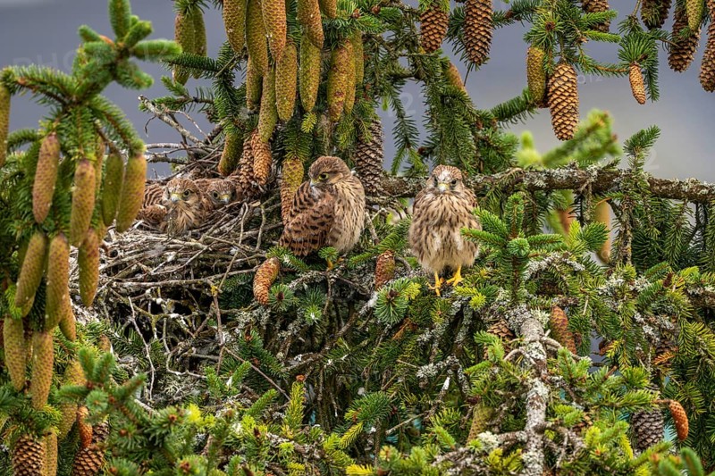 Common kestrel (Falco tinnunculus), two young birds not yet able to fly sitting on a branch outside the nest, Rhineland-Palatinate, Germany, Europe