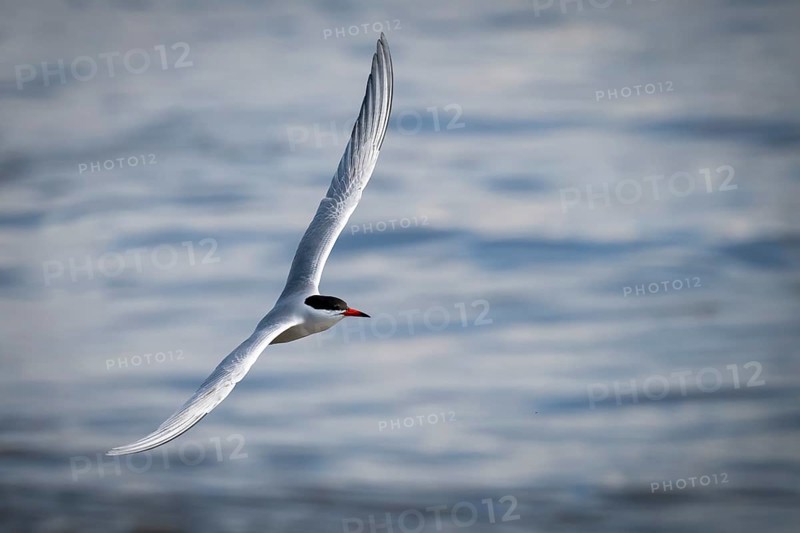 Arctic Arctic Tern (Sterna paradisea) in flight, Wadden Sea, North Frisia, Schleswig-Holstein, Germany, Europe