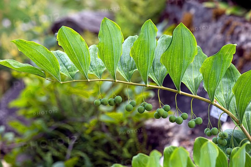 Solomon's seal (Polygonatum multiflorum), Botanical Garden, Erlangen, Middle Franconia, Bavaria, Germany, Europe