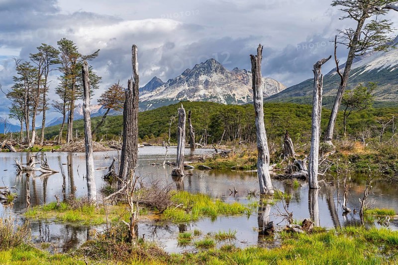Swamp and dead trees on the way to Laguna Esmeralda, Tierra del Fuego Island, Patagonia, Argentina, South America
