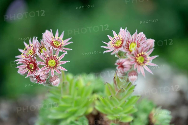 Flowering common houseleek (Sempervivum tectorum), Franconia, Bavaria, Germany, Europe