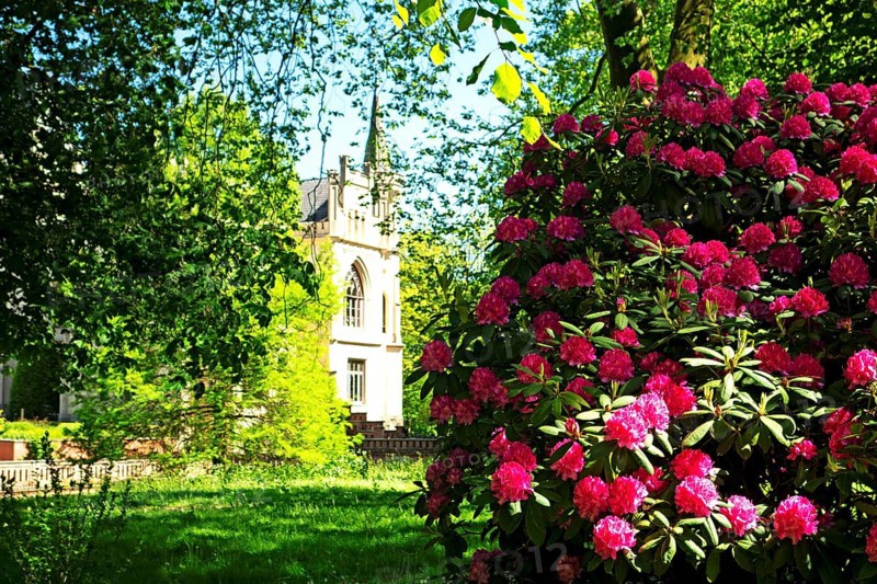 Rhododendron blossoms, castle park, Evenburg, Leer, East Frisia, Germany, Europe