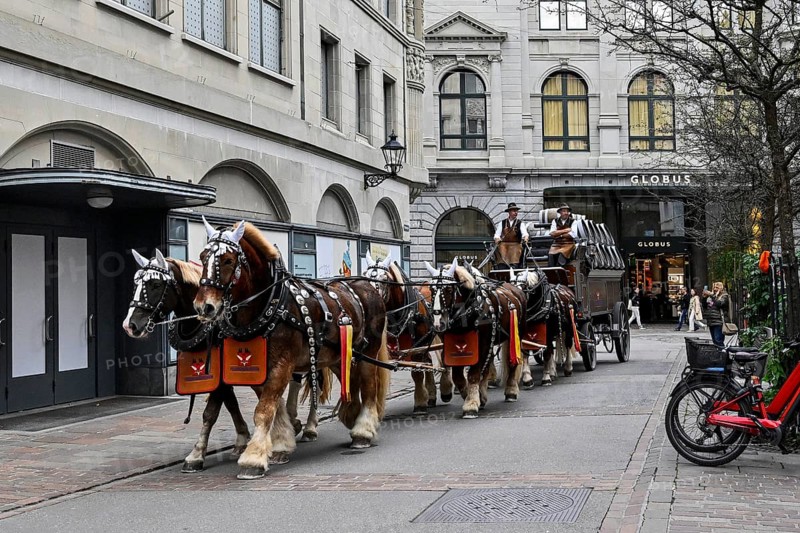 Feldschlösschen brewery horses, St. Gallen, Switzerland, Europe