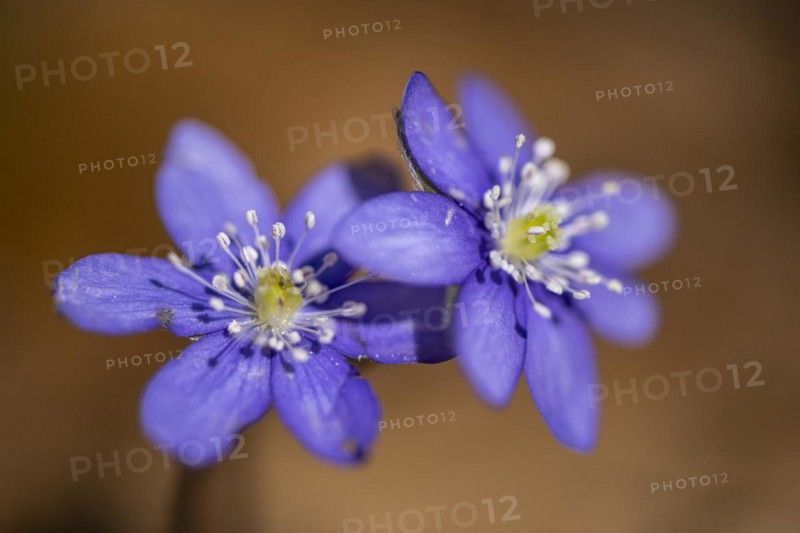 Liverwort (Hepatica nobilis), North Rhine-Westphalia, Germany, Europe