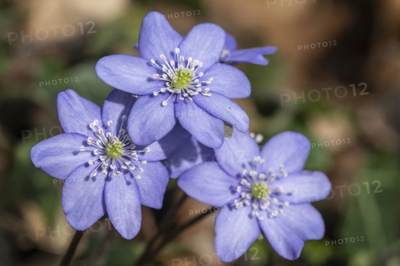 Liverwort (Hepatica nobilis), North Rhine-Westphalia, Germany, Europe