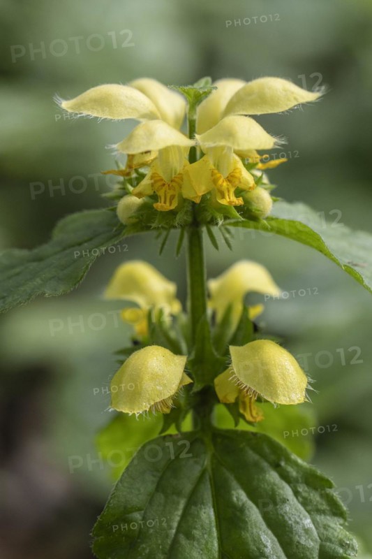Yellow archangel (Lamium galeobdolon), Emsland, Lower Saxony, Germany, Europe