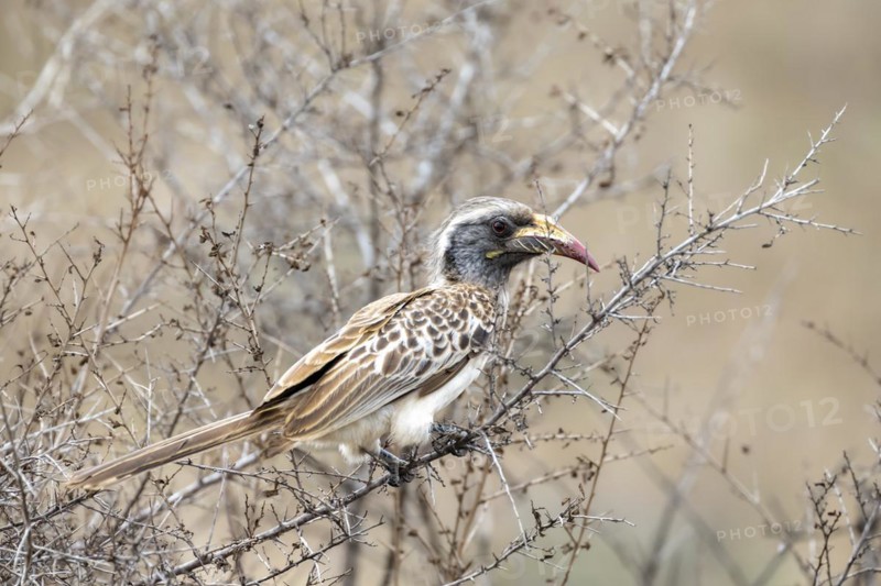African grey hornbill (Tockus nasutus), adult female sitting in a bush, Kruger National Park, South Africa, Africa