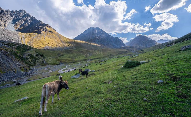 Herd of cows grazing on a mountain meadow, mountain stream in a high valley, Keldike Valley on the way to the Ala Kul Pass, Tien Shan Mountains, Kyrgyzstan, Asia