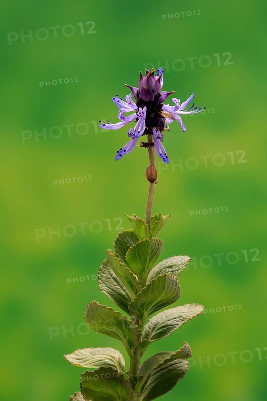 Piss-off plant (Plectranthus ornatus), cat repellent, flowering, Elllerstadt, Germany, Europe
