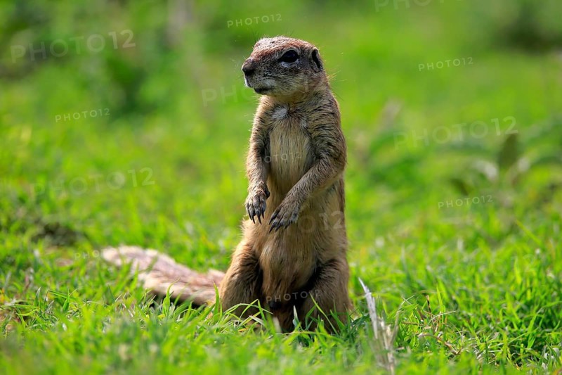 Cape ground squirrel (Xerus inauris), adult, alert, standing upright, Mountain Zebra National Park, Eastern Cape, South Africa, Africa