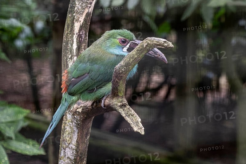 Crimson-rumped toucanet (Aulacorhynchus haematopygus), Walsrode Bird Park, Lower Saxony, Germany, Europe