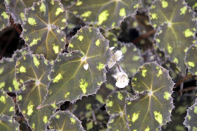 Oblique leaf, Begonia boweri, var. nigramarga, Mexico, Central America
