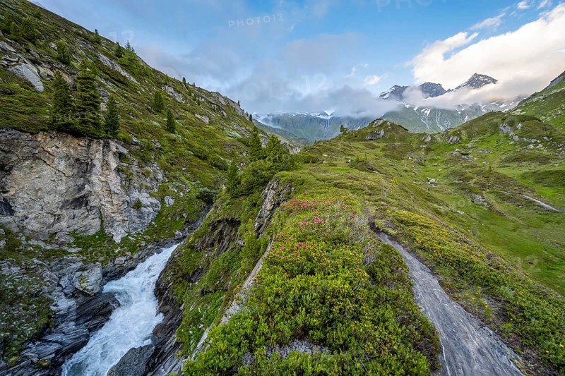 Mountain landscape with blooming alpine roses and mountain stream Zemmbach, mountain peak Kleiner Mörcher in the background, Berliner Höhenweg, Zillertal Alps, Tyrol, Austria, Europe