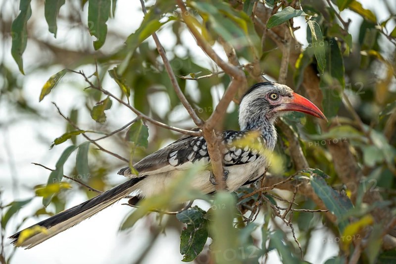 Mopanetoko (Tockus rufirostris) between leaves, sitting on a branch, Kruger National Park, South Africa, Africa