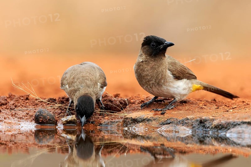 Grey bulbul (Pycnonotus barbatus), adult, pair, at the water, drinking, Kruger National Park, Kruger National Park, Krugerpark, South Africa, Africa