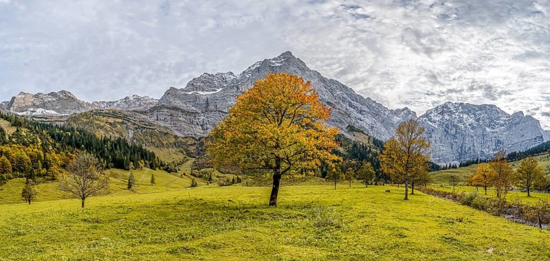 Maple tree with autumn leaves, autumn landscape in Rißtal with Spritzkarspitze, Großer Ahornboden, Engalpe, Eng, municipality of Hinterriß, Karwendel Mountains, Alpenpark Karwendel, Tyrol, Austria, Europe