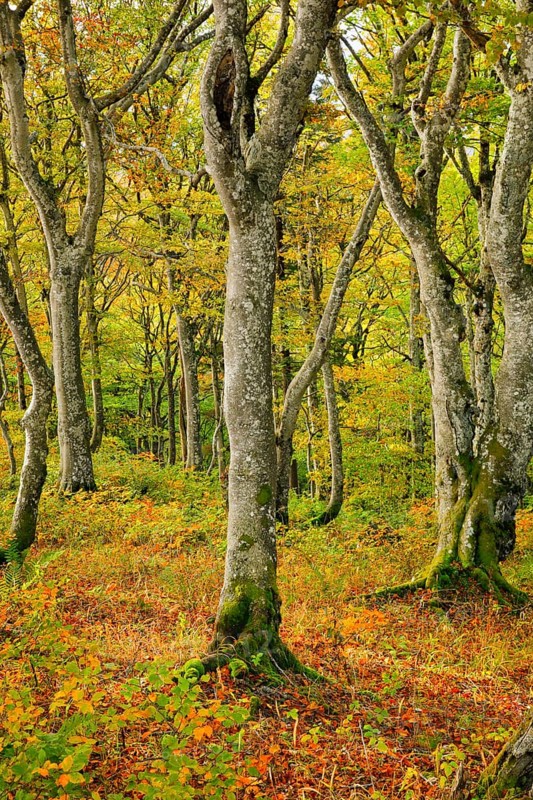 Gnarled beech forest in autumn on the Weissenstein, Swiss Jura in the canton of Solothurn, Switzerland, Europe