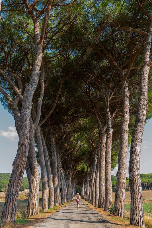 Woman in an avenue of pine trees, road, path, avenue, pine tree (Pinus pinea), travel, tourism, landscape, Suvereto, Italy, Europe