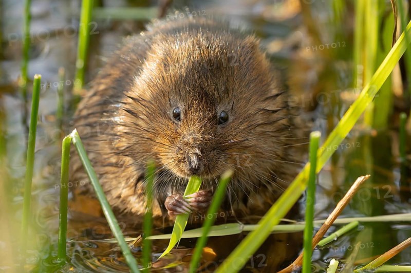 Water vole (Arvicola amphibius) adult rodent animal feeding on a reed leaf in a reedbed on a pond, England, United Kingdom, Europe