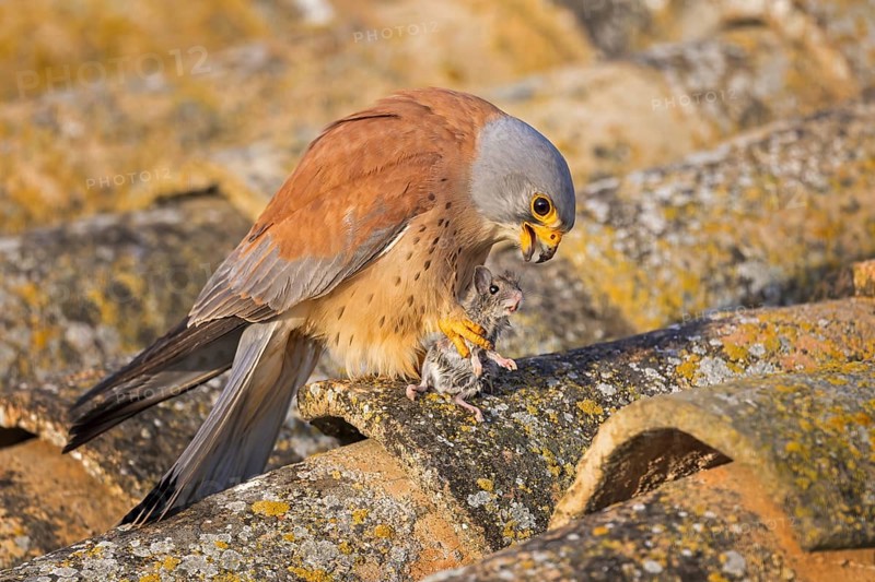 Lesser kestrel (Falco naumanni) male, hunting for mice, with mouse as prey, successful hunt, foraging, sitting on ruins, lying in wait, steppes, deserts and extensively used grasslands, Mediterranean region, Toledo, Spain, Europe