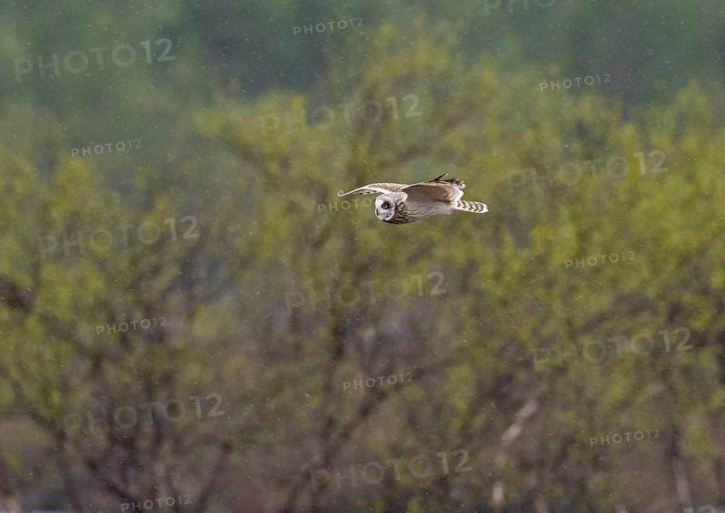 Short-eared owl (Asio flammeus) in flight, searching for prey over heathland, in the rain, May, Finnish Lapland