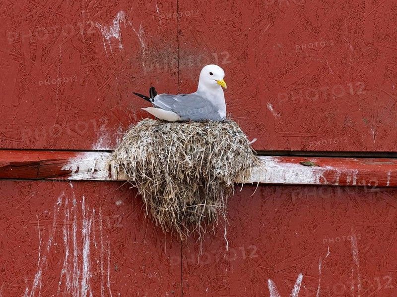 Black-legged kittiwake (Rissa tridactyla), breeding bird on nest, built on fishing harbour building, May, Varanger Fjord, Norway, Europe