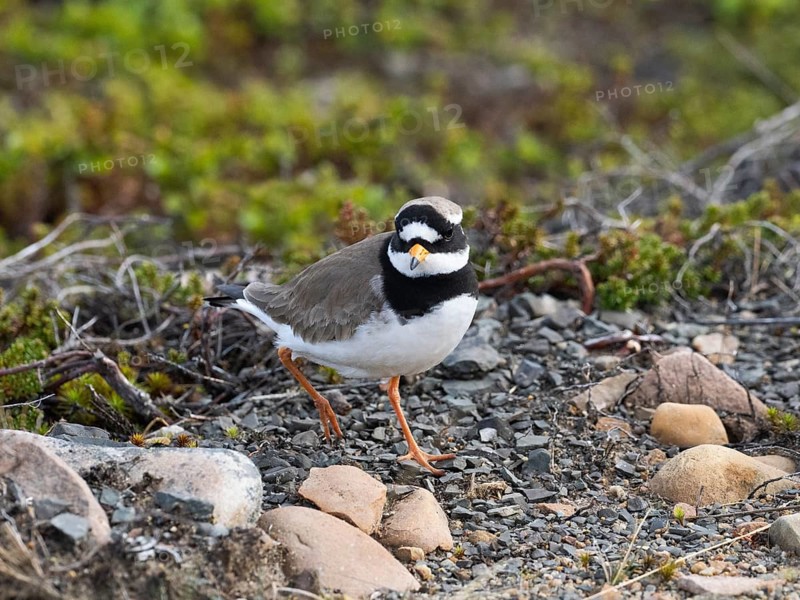 Common Ringed Plover (Charadrius hiaticula), adult in breeding territory on the tundra, May, Varanger Fjord, Norway, Europe