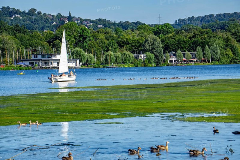 Waterweed, Elodea, an invasive species, green carpet of plants on Lake Baldeney in Essen, the fast-growing aquatic plant proliferates on large parts of the Ruhr reservoir, increased water temperatures accelerate growth, recreational boat traffic is severely impaired, Essen, North Rhine-Westphalia, Germany, Europe