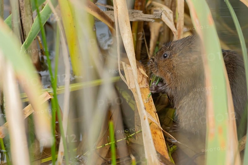 Water vole (Arvicola amphibius) adult animal feeding on a reed plant stem in a pond in the summer, Suffolk, England, United Kingdom, Europe