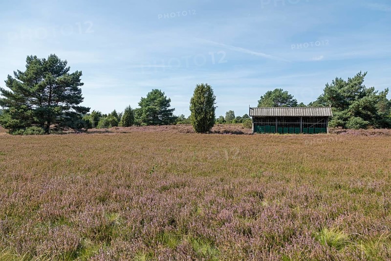 Heather blossom, beehive, juniper (Juniperus communis), near Wilsede, Bispingen, Lüneburg Heath, Lower Saxony, Germany, Europe