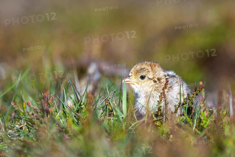 Chick of Red-legged Partridge, Alectoris rufa, North York Moors National Park, Yorkshire, England, United Kingdom, Europe