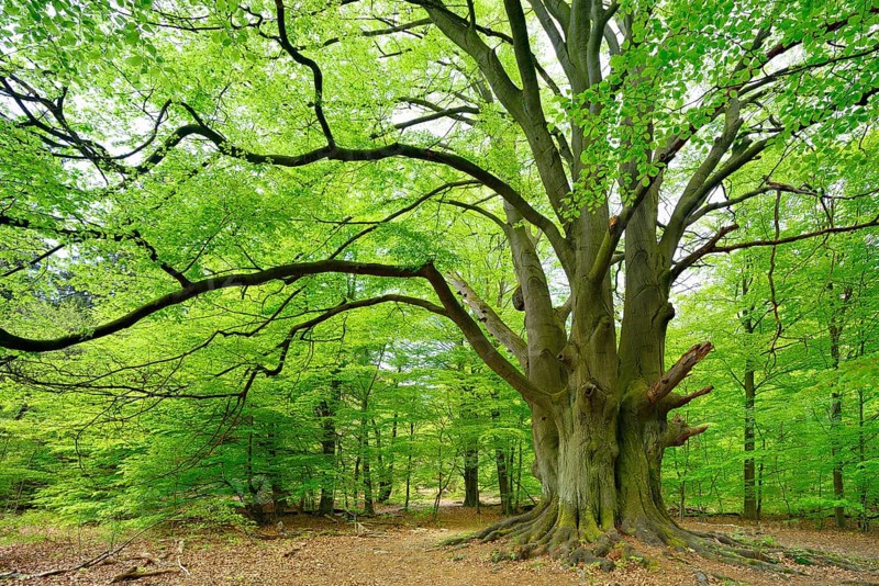 Huge old gnarled beech with moss-covered roots in a former hut forest, Drillingsbuche, Reinhardswald, Sababurg, Hesse, Germany, Europe