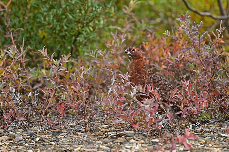 Willow ptarmigan (Lagopus lagopus) is well camouflaged in the autumn coloured bushes, Denali National Park