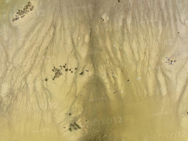 Marshland at low tide. In the distance Yellow-legged Gulls (Larus michahellis) . Nature Reserve La Breña y Marismas del Barbate. Aerial view. Drone shot. Cádiz province, Andalusia, Spain, Europe