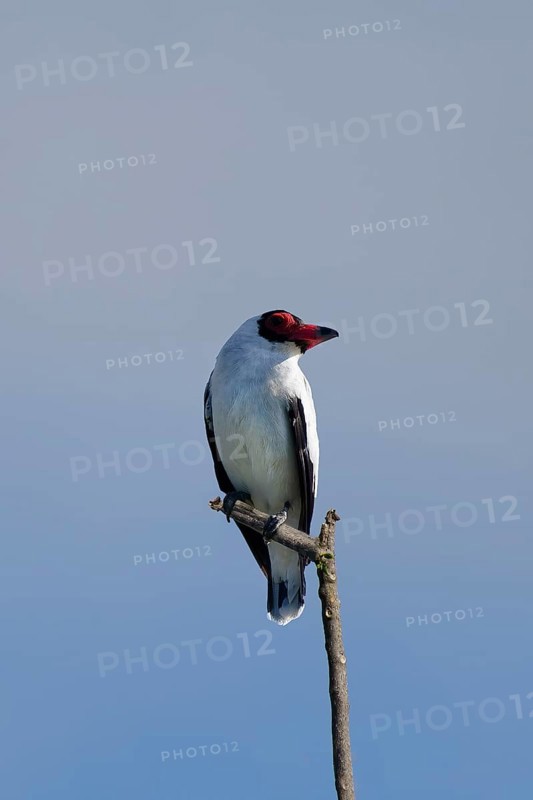 Masked Tityra, Tityra semifasciata, Amazon Basin, Brazil, South America