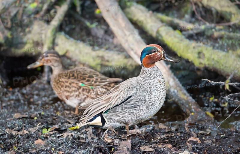 A pair of eurasian teals (Anas crecca), male and female, standing in front of the roots of a tree in a swampy depression, Pietzmoor nature reserve, Lüneburg Heath, Lower Saxony, Germany, Europe