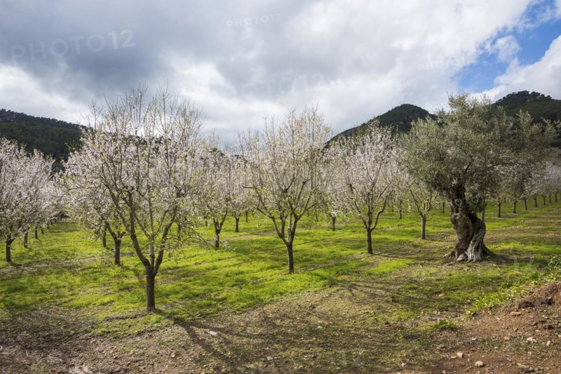 Flowering almond tree (Prunus dulcis), near Valdemossa, Serra de Tramuntana, Majorca, Balearic Islands, Spain, Europe