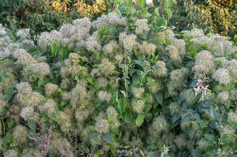 Clematis seed head, Bavaria, Germany, Europe