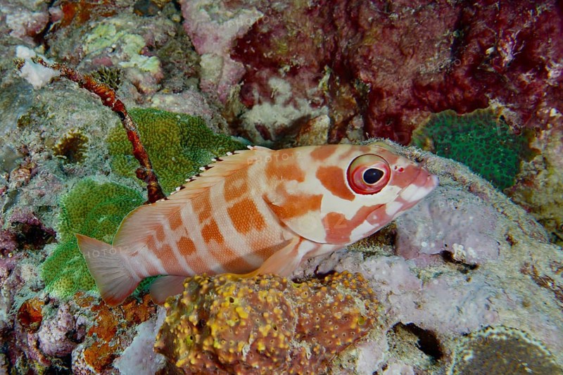 Mottled grouper (Epinephelus fasciatus), resting among colourful corals, dive site Coral Garden, Menjangan, Bali, Indonesia, Asia