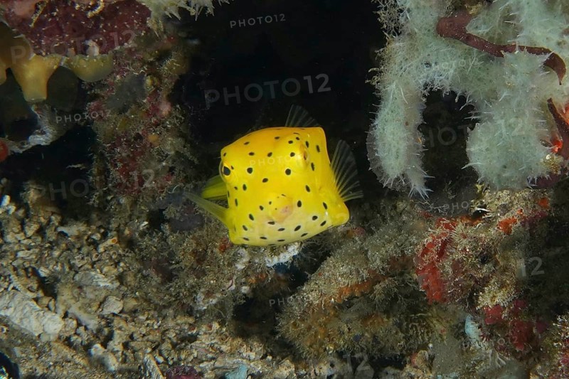 Square yellow fish, yellow boxfish (Ostracion cubicus) juvenile, hidden between corals and sea sponges, dive site SD, Nusa Ceningan, Nusa Penida, Bali, Indonesia, Asia