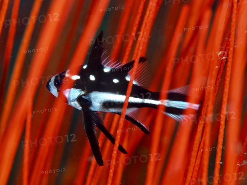 Black and white fish, yellow-eyed snapper (Macolor macularis) juvenile, swimming between bright red corals, dive site Prapat, Penyapangan, Bali, Indonesia, Asia