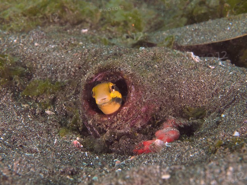 A striped mimicry blenny (Petroscirtes breviceps) hides in a bottle buried in the sandy seabed, dive site Secret Bay, Gilimanuk, Bali, Indonesia, Asia