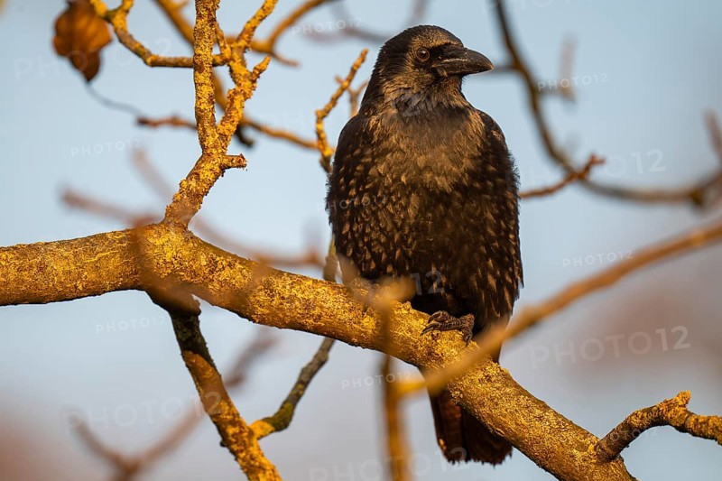 Raven (Corvus corax) sitting on a branch, morning light, Rosensteinpark, Stuttgart, Baden-Württemberg, Germany, Europe