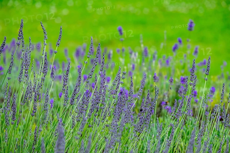 Lavender in bloom, North Rhine-Westphalia, Germany, Europe