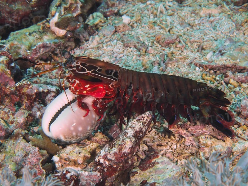 Mantis shrimp with red legs, clown mantis shrimp (Odontodactylus scyllarus), holding a white shell on the sandy bottom, dive site Toyapakeh, Nusa Ceningan, Nusa Penida, Bali, Indonesia, Asia